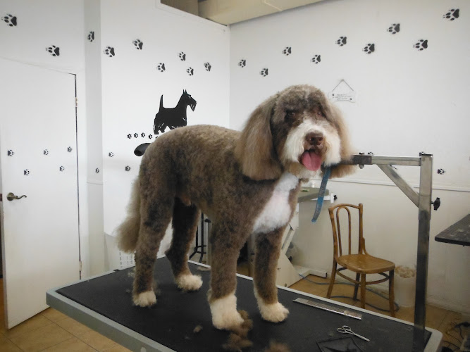Bubbles Dog Grooming
