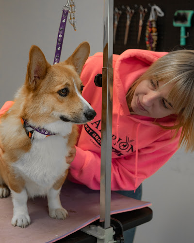 Champion Pet Grooming