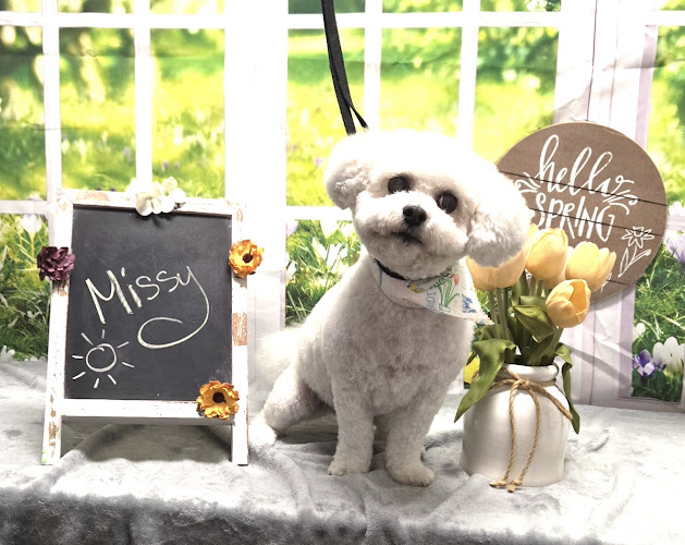 Chow Bella Grooming Salon & Spa
