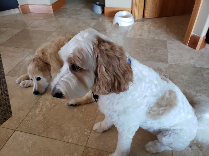 Dazzling Dogs Grooming & Pet Spa