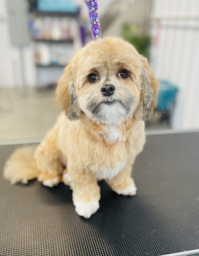 Fur Baby Spa