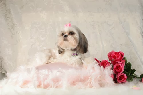 Luxuria Pet Spa