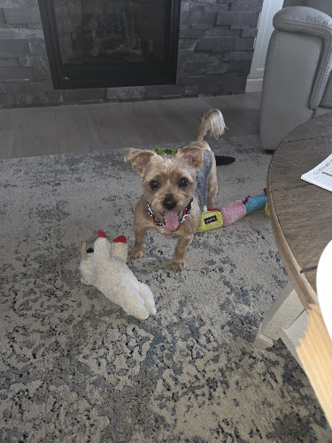 Nicole's Doggie Doo's