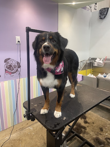Pawzitively Unfurgettable