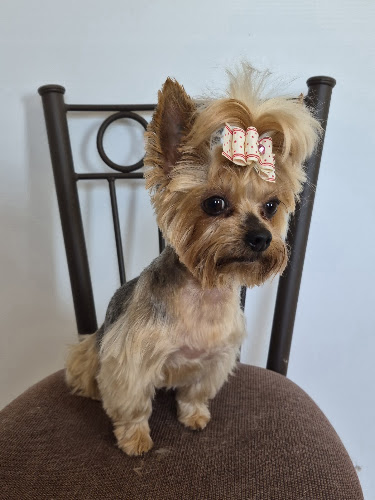 Puppy Love Grooming Salon