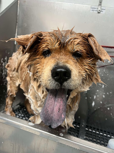 The Pampered Puppy