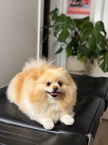 Twisted Whiskers Pet Spa
