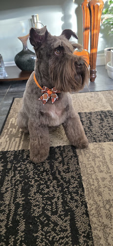 Uptown Pet Salon