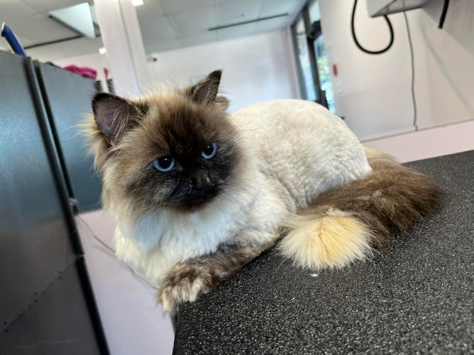 1purr4paws