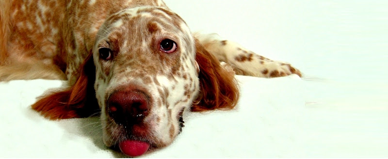 A Spot For Spot Dog Grooming and Daycare