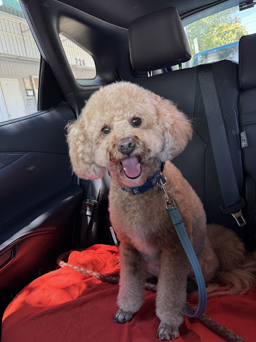 Ayros Dog Grooming Salon
