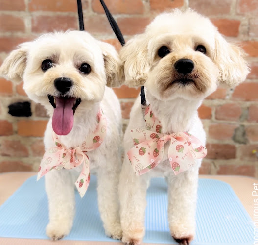 BE Pawtique Grooming & Daycare