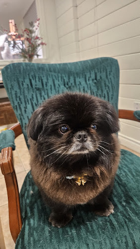 coco petspa(mobile grooming)