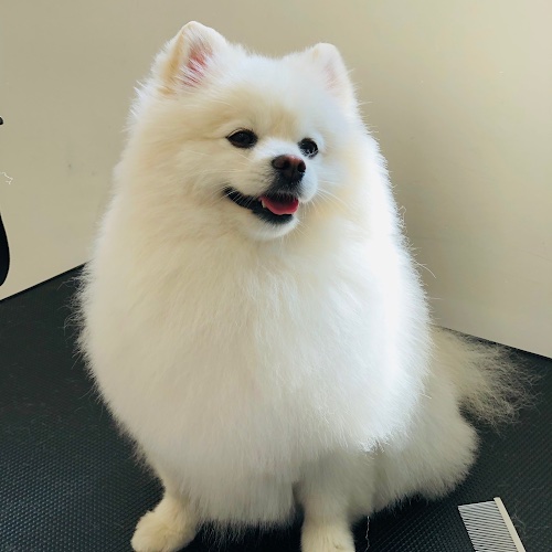 Cute Puppy Grooming Salon