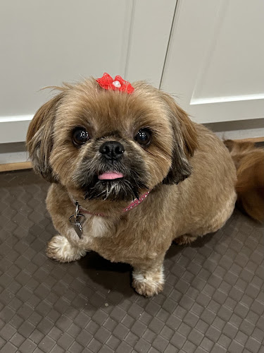 Doggy Shop Grooming
