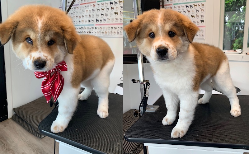 Doggy Style To PURRfection INC