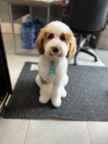 Gucci Poochi