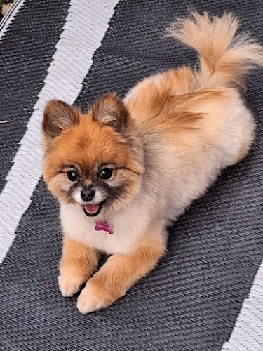 Happy Paws Dog Grooming