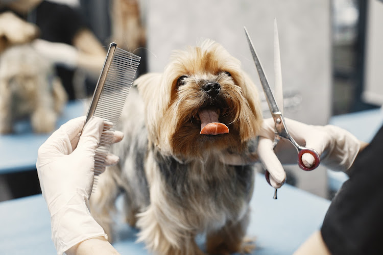 Kelowna Paw Spa