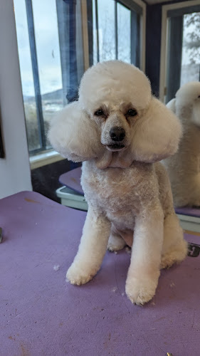 Lavender Dog Grooming Company