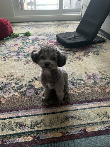 Noah's Barque Pet Care Services Ltd.