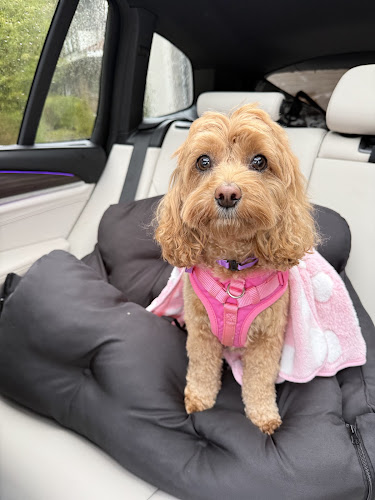 Pet Lux West Vancouver