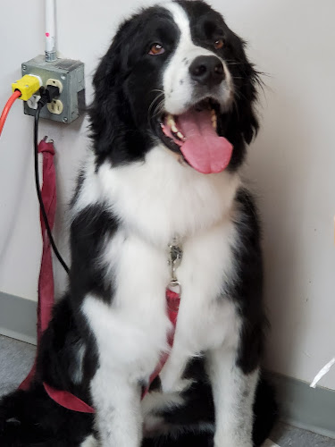 Port Moody Dog Grooming