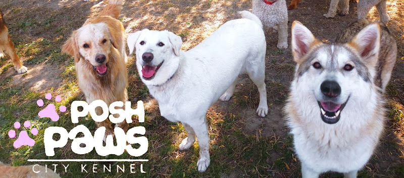 Posh Paws City Kennel