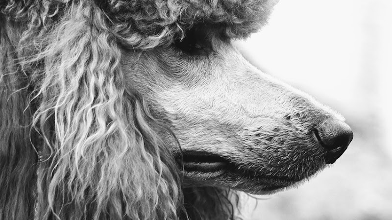 Red Fern Grooming Salon