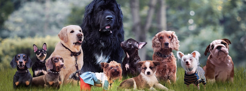 Safe Trim - Dog and Cat Grooming Service