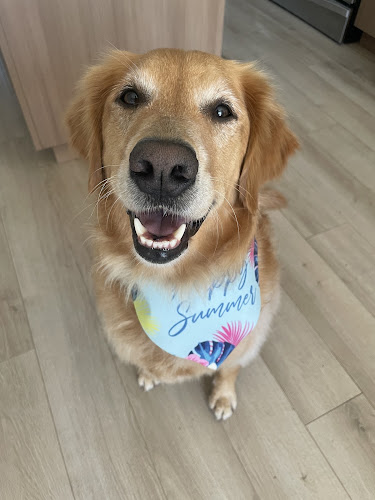Sea To Sky Dog Grooming