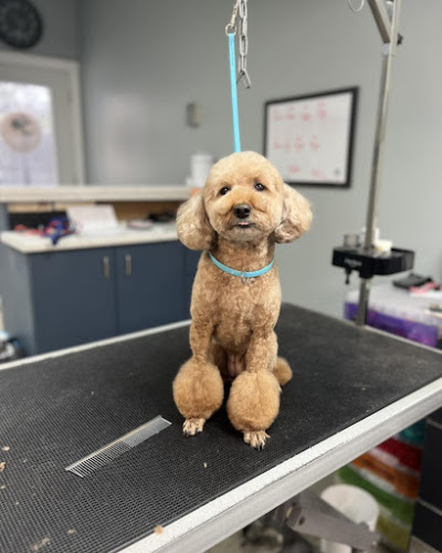 Shake a Paw Pet Grooming