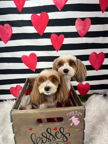 Studio 79 Spa | Dog & Cat Grooming