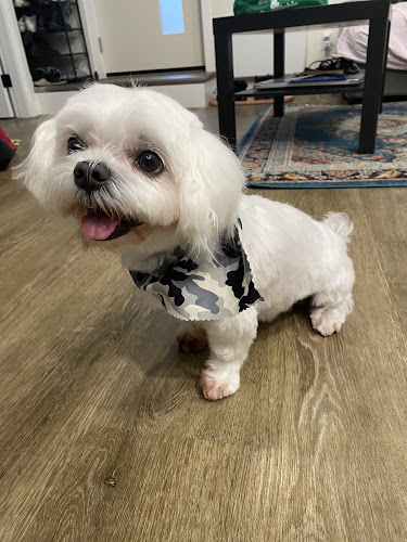 Tempo's Pet Spa