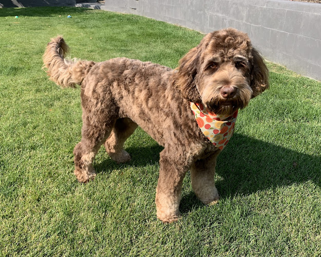 The Dog Groomery-Jessica