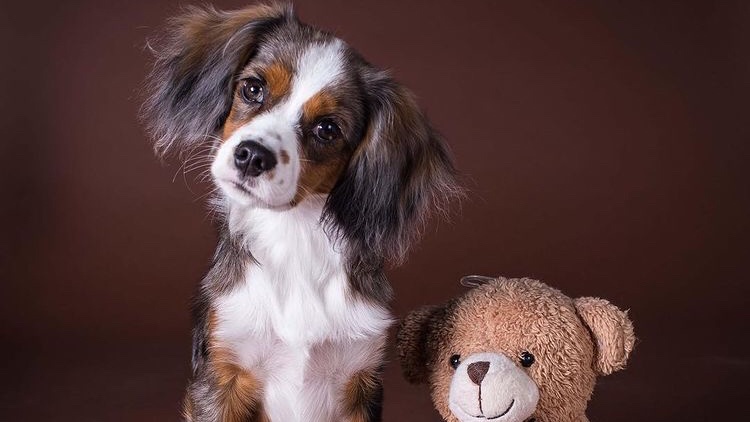 Top Dog Groomers Ltd