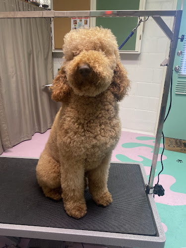 Topaws Grooming Salon