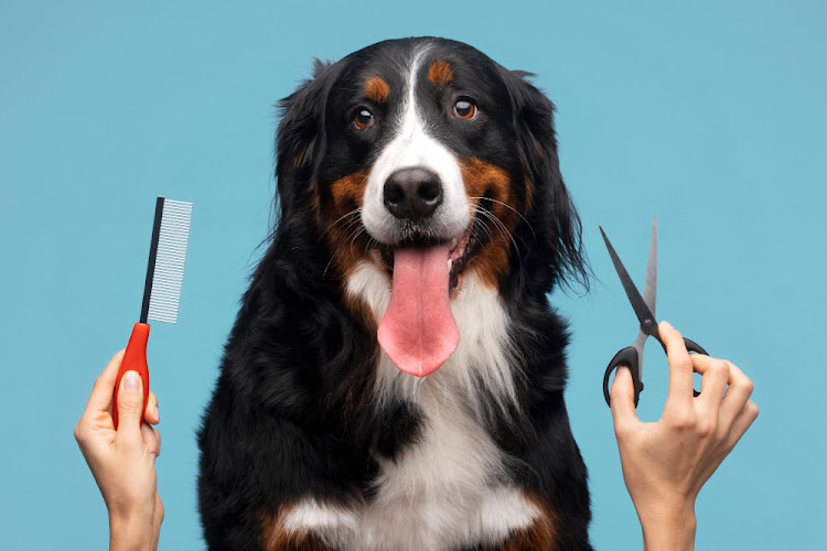 Zip Pet Grooming & Boutique