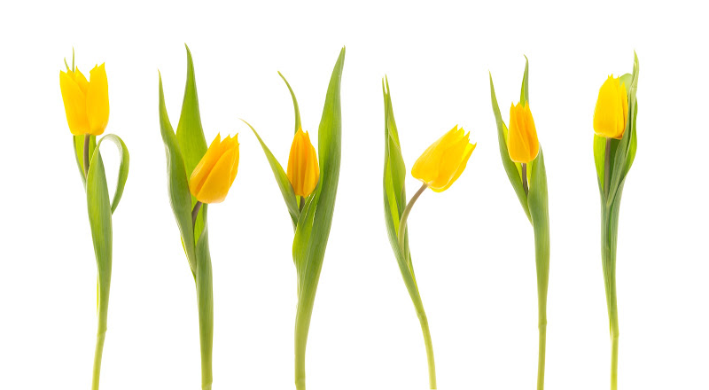 Tulip salon