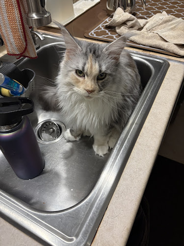 Anilook Toilettage
