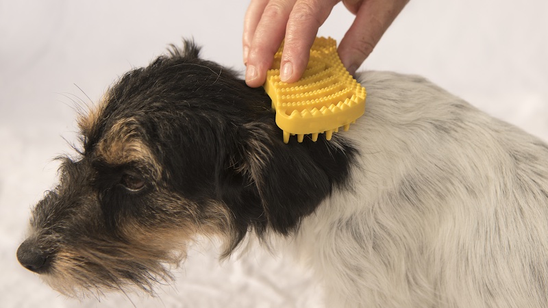 Beauté Canine et Féline Chicoutimi