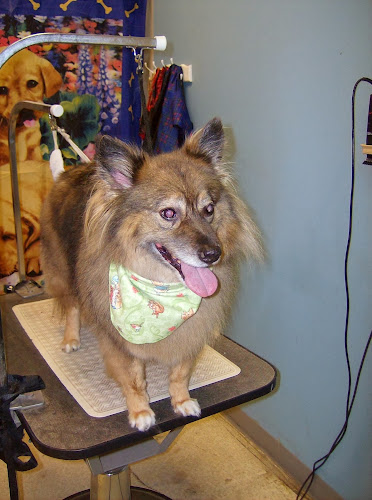 Botoutou grooming salon