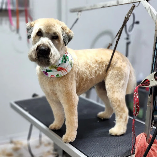 COMPAGNONS QUATRE PATTES - Toilettage pour chiens