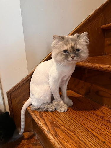 COUPE LION / LION KUTS