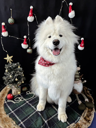 Le Chic Chien