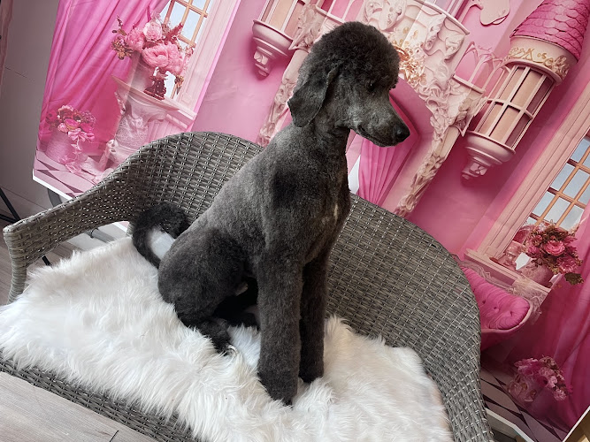 Salon de Tonte Et Toilettage Beauté Royale