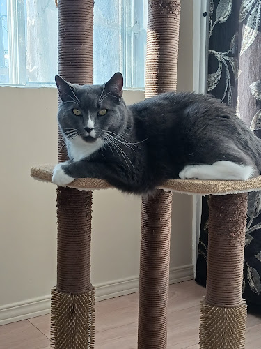 SPCA Saguenay