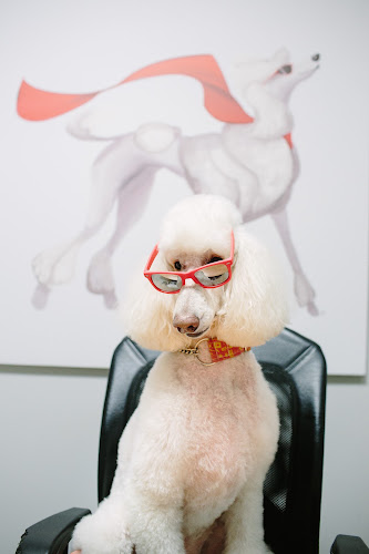 Zoom Zoom Groom